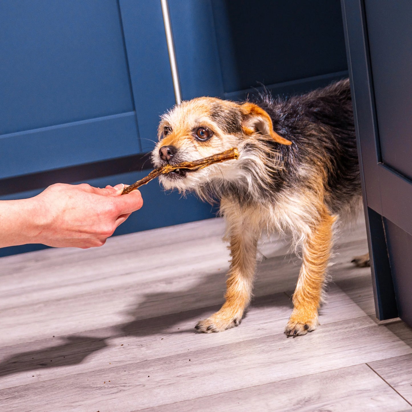 Beef Spaghetti - Natural Dog Treats