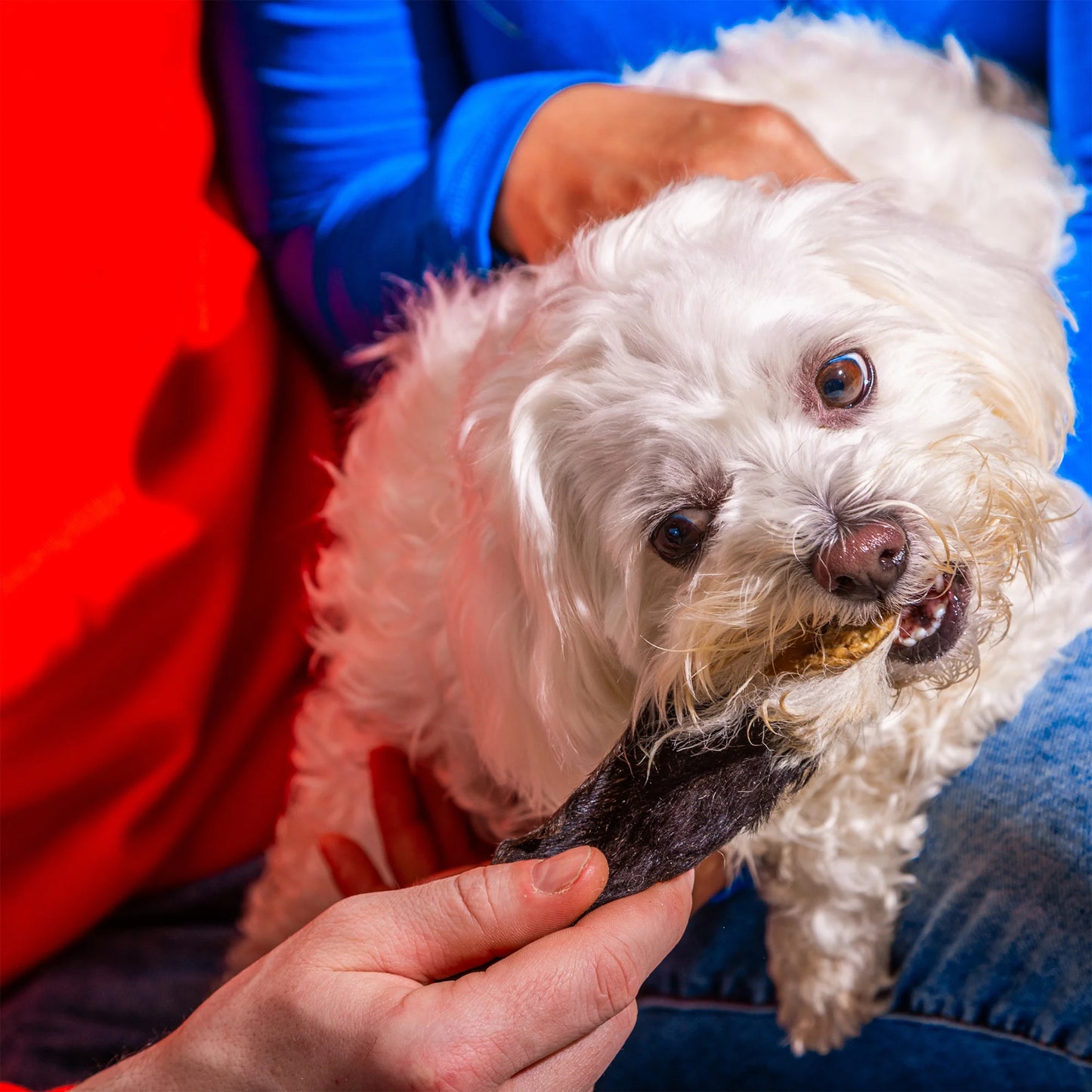 Lamb Ears - Natural Dog Treats
