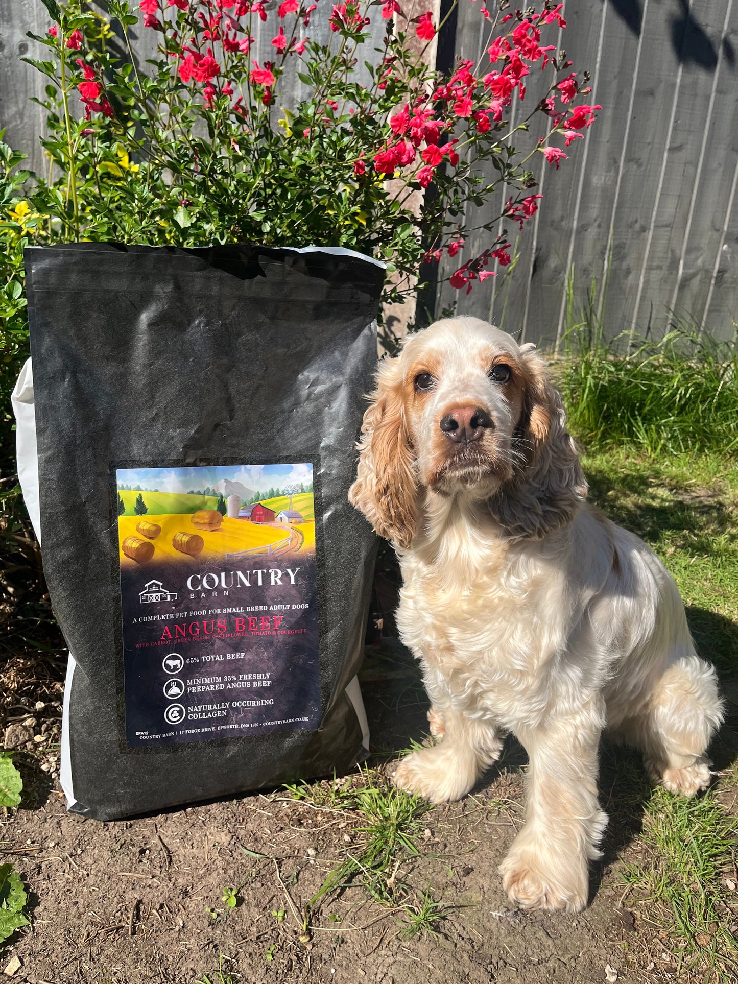 Dog beside Country Barn Angus Beef Adult Dog Food