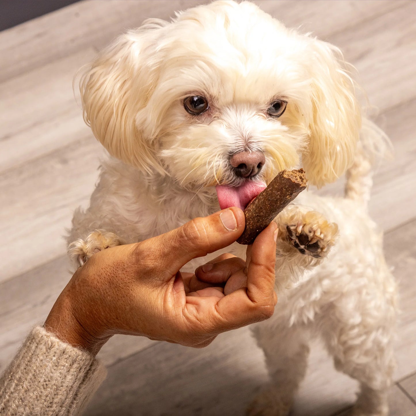 Small white dog being fed natural dog treats by a person on a wooden floor.