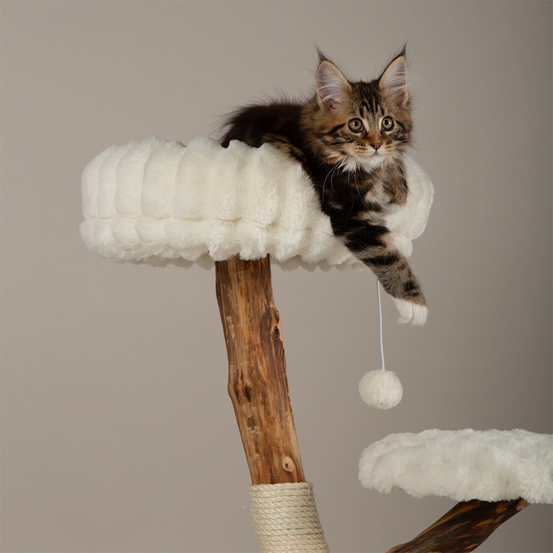 Kitten on a wooden cat tree with white cushioned platforms