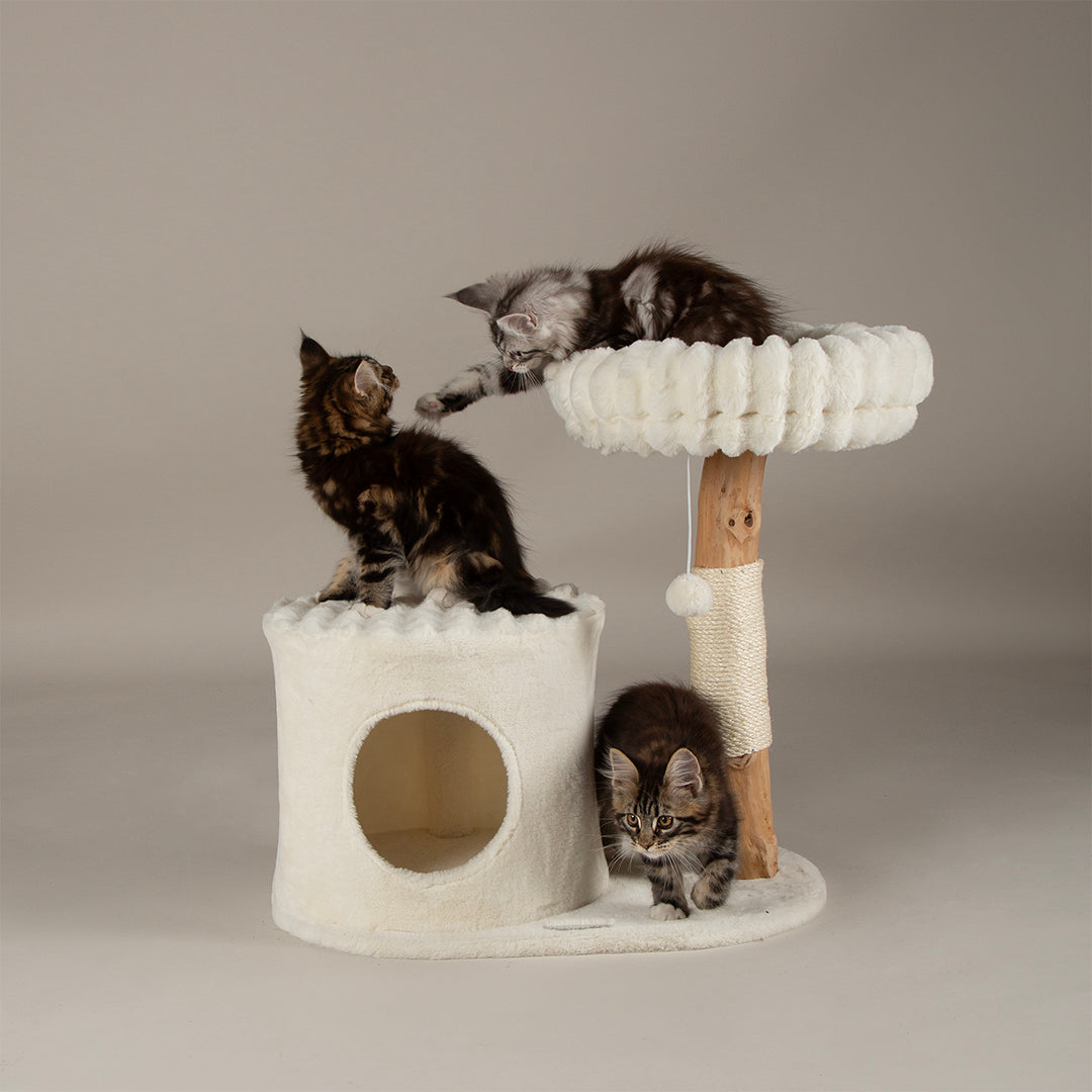 Three kittens playing on a cat tree with a beige background