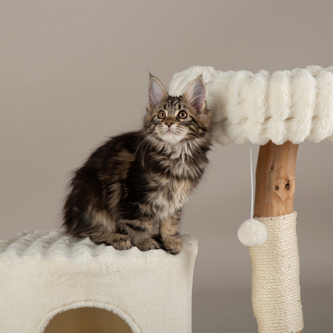 Kitten sitting on a cat tree with a neutral background
