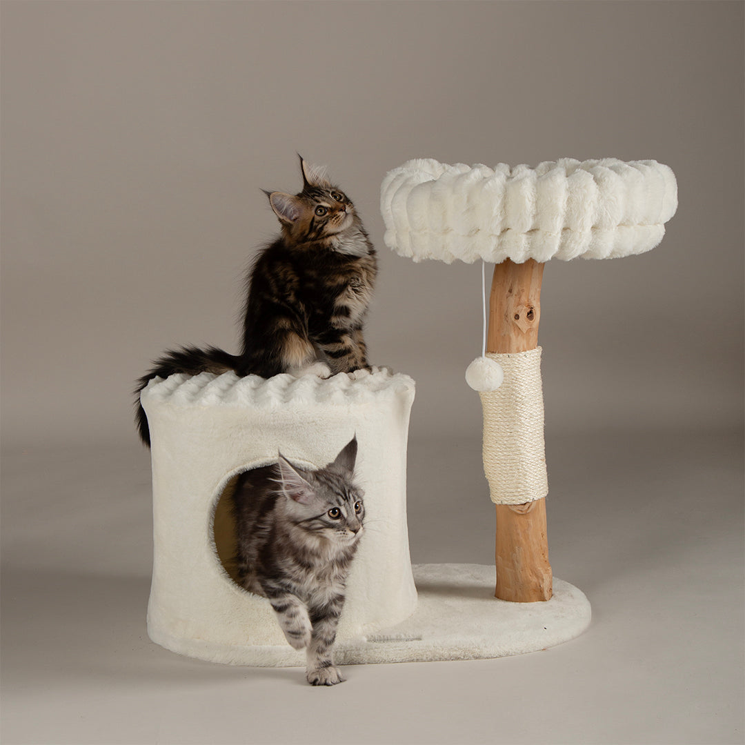 Two cats on a cat tree with a plain background