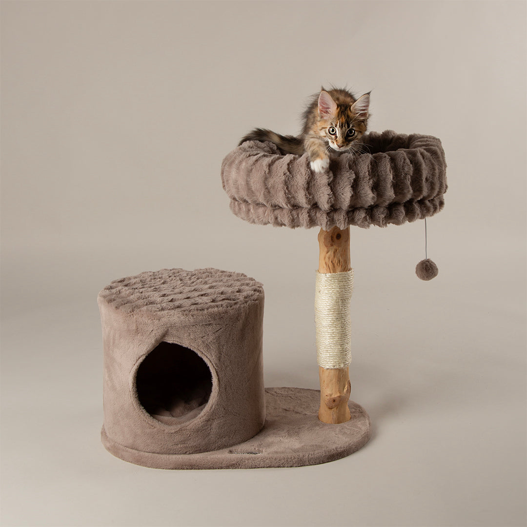 Cat playing on a cat tree with a beige background