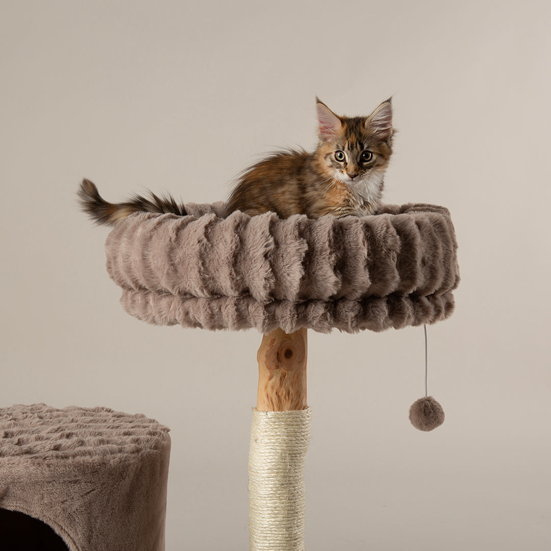Cat sitting on a fluffy cat tree with a neutral background