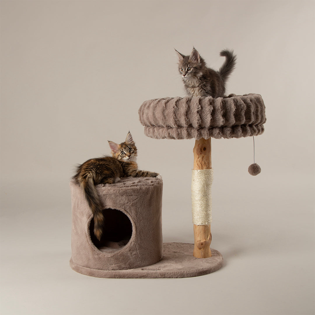 Two kittens playing on a cat tree with a neutral background