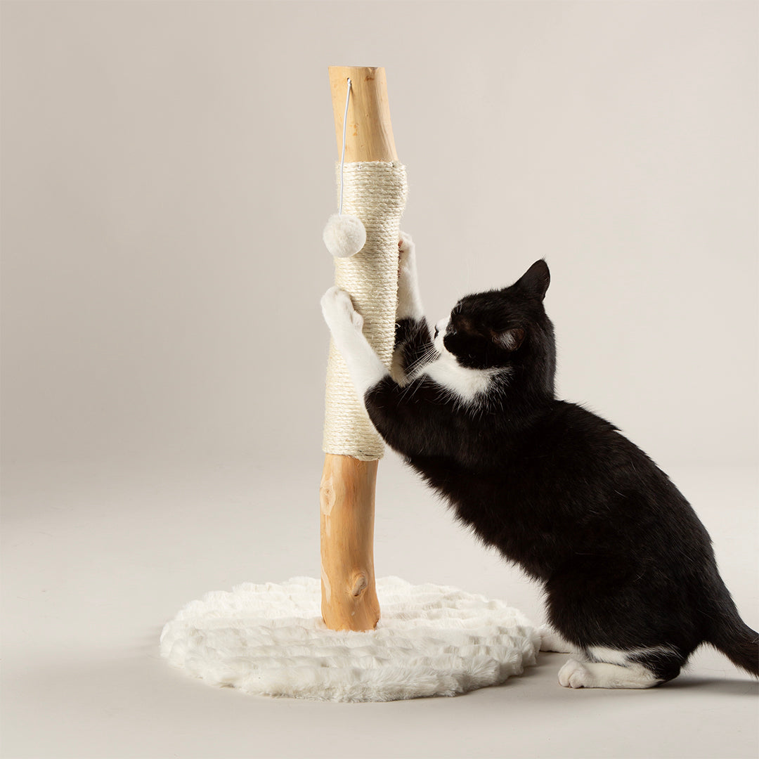 Black and white cat playing with a wooden cat scratching post on a light grey background