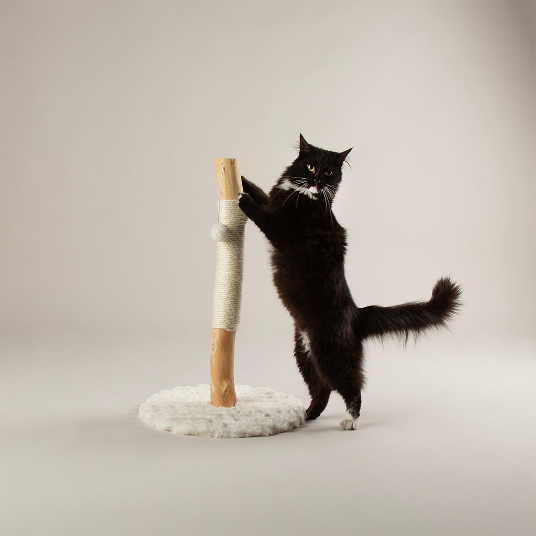 Black cat playing with a cat scratching post on a plain background