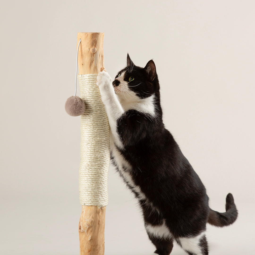 Cat climbing a wooden cat scratching post with beige rope and pom-pom on a light grey background