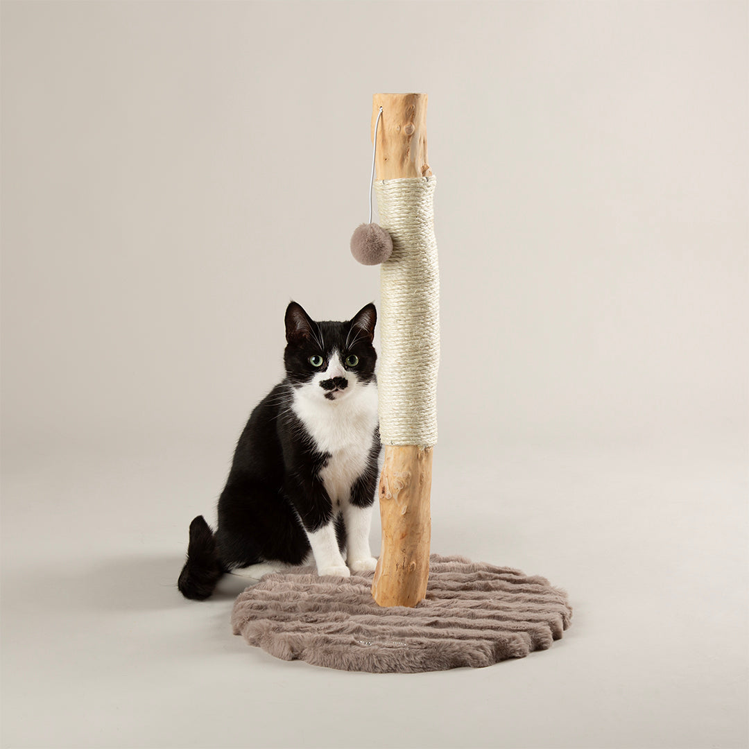 Cat sitting next to a wooden cat scratching post with a brown cushion on a beige background