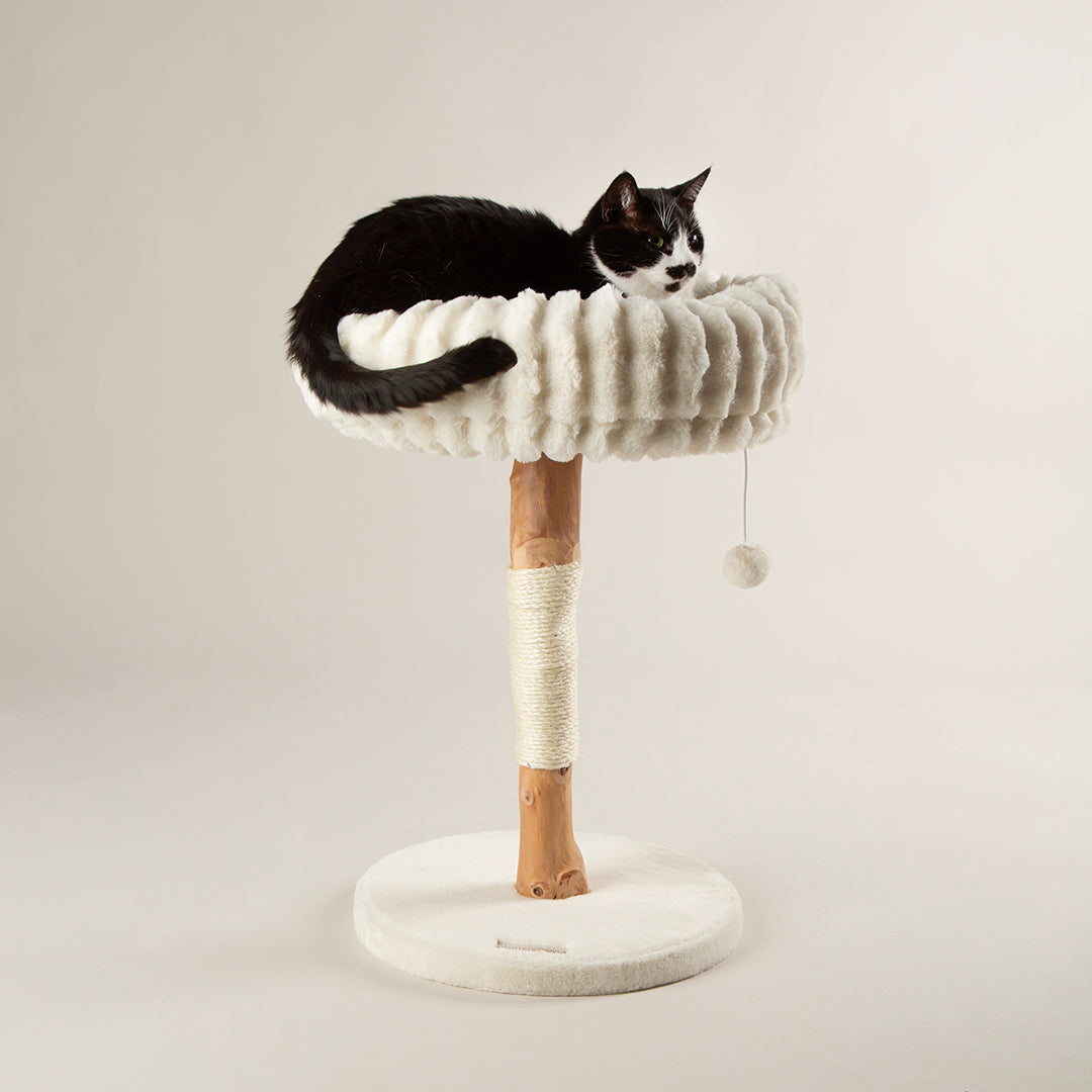 Cat lounging on a cream cat tree with a beige post against a light grey background