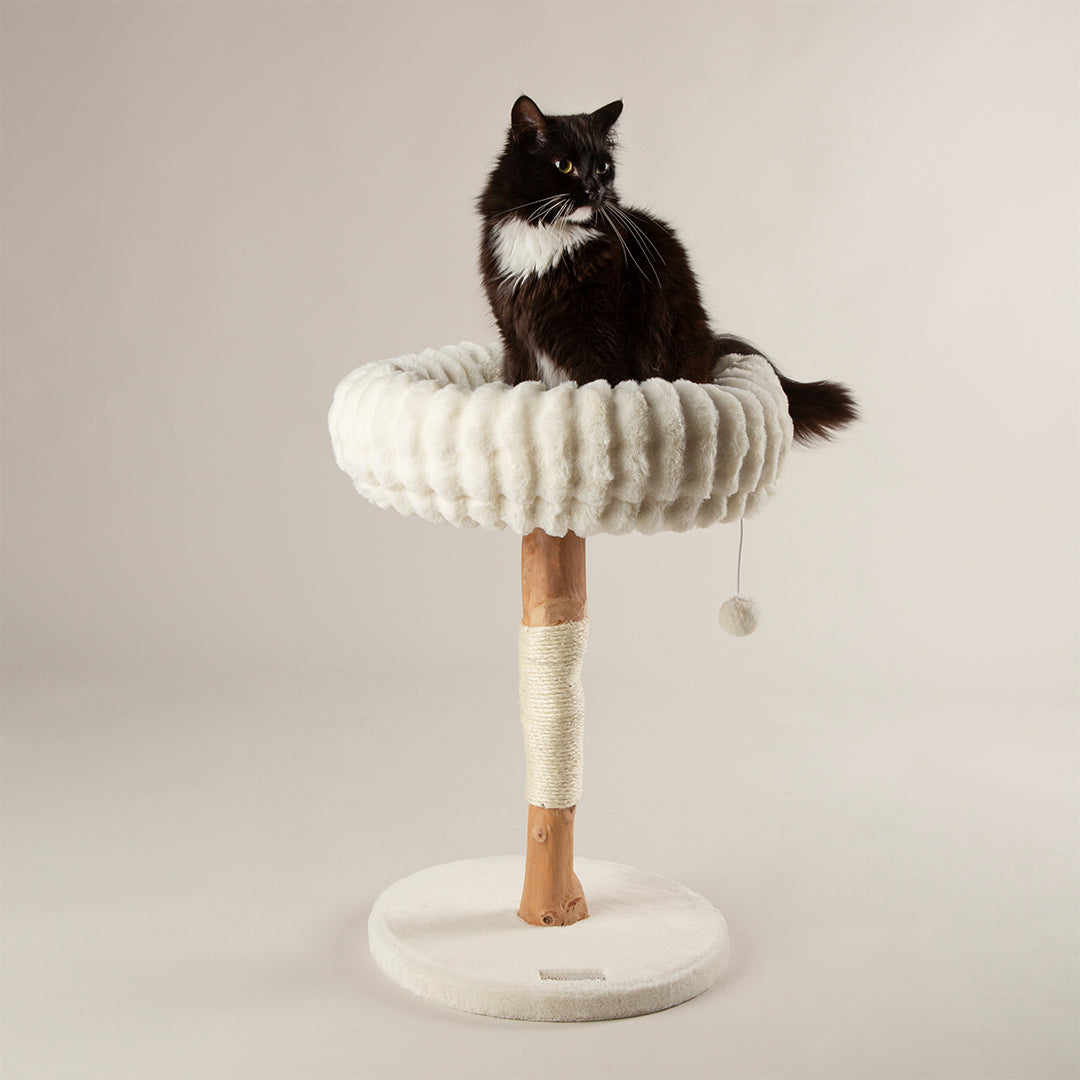Cat sitting on a cream cat tree with a white background