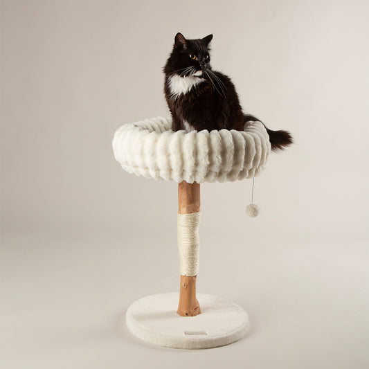 Cat sitting on a cream cat tree with a white background