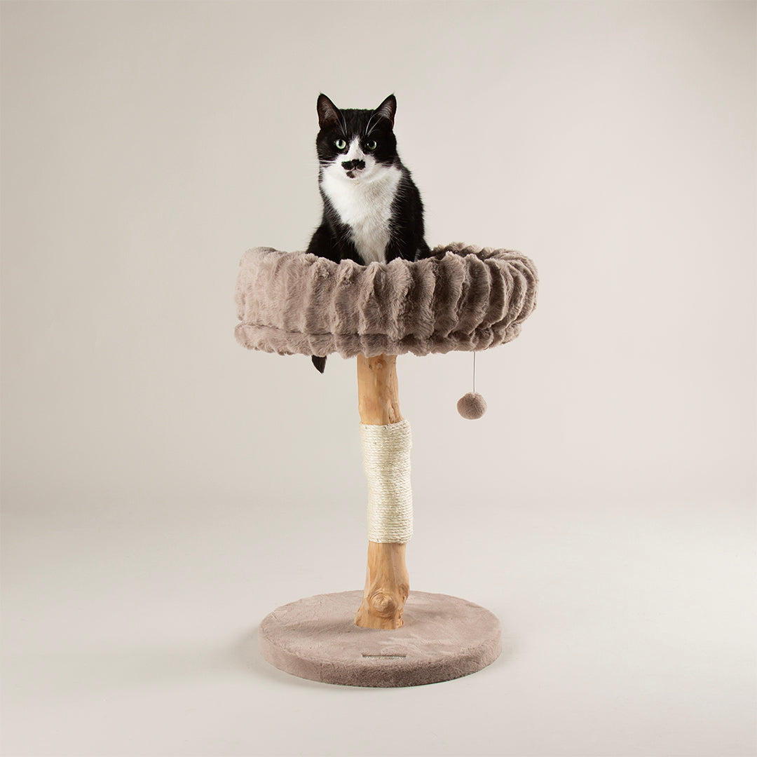Cat sitting on a cat tree with a beige cushion against a plain background