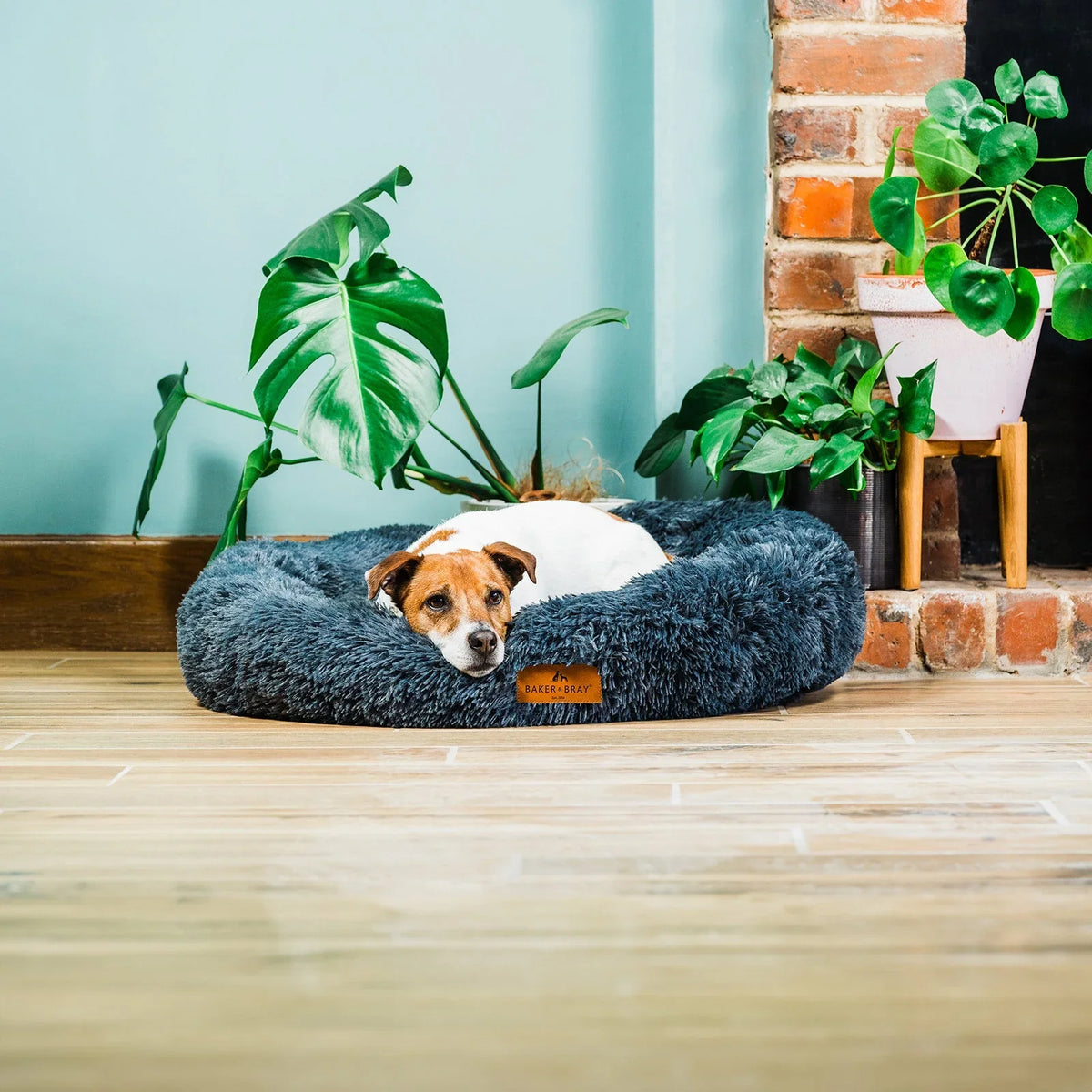 Dog lying on Baker & Bray calming donut dog bed dark grey in living room