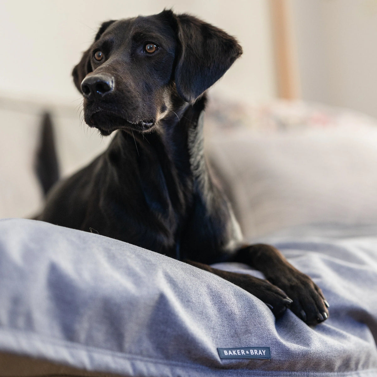 Close-up of a dog resting on a Baker & Bray temperature regulating dog blanket