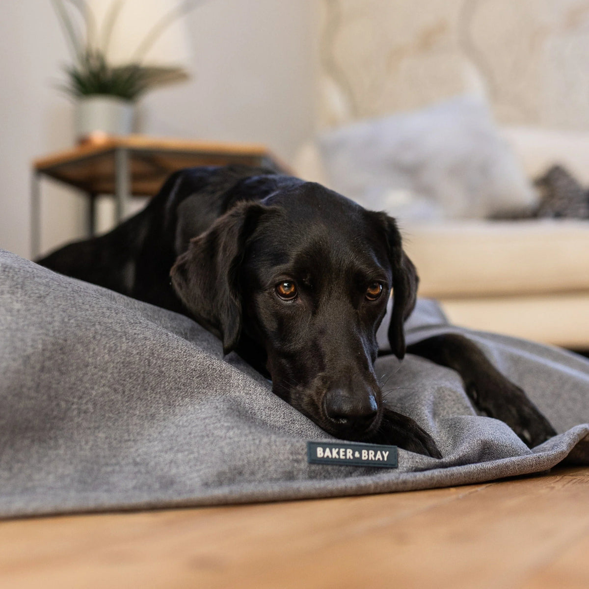 Dog relaxing on a Baker & Bray temperature regulating dog blanket indoors