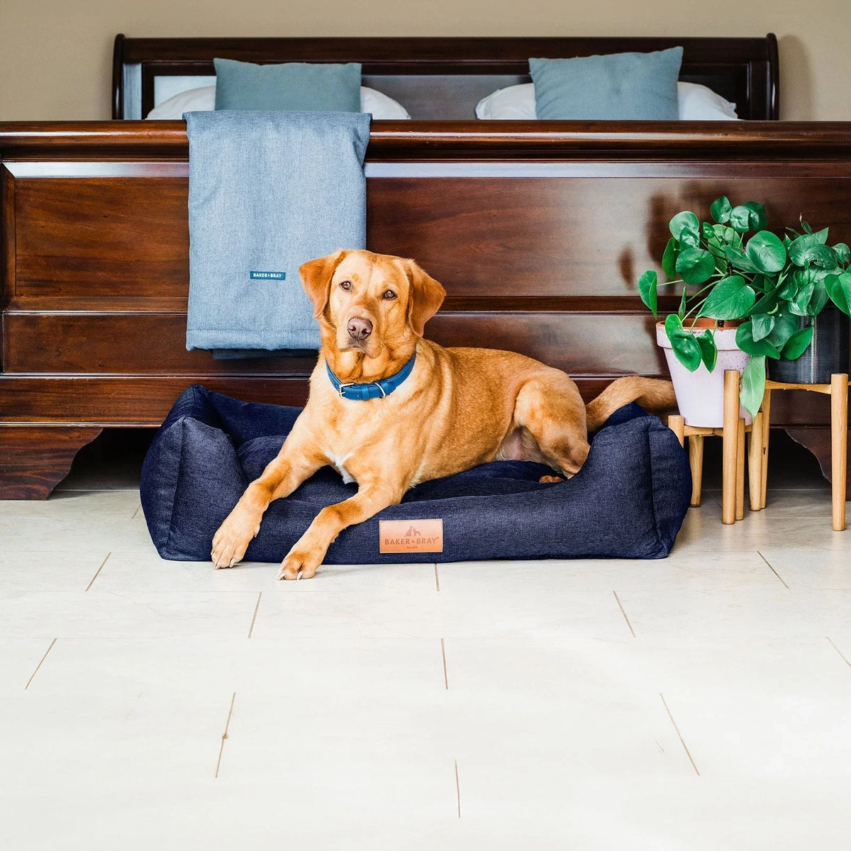 Dog resting on Baker & Bray ultimate orthopaedic dog bed navy blue in bedroom