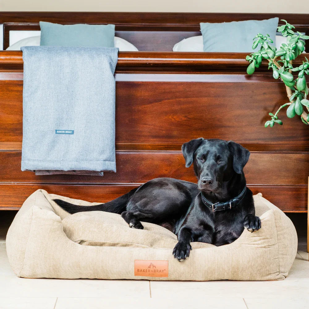 Dog resting on Baker & Bray ultimate orthopaedic dog bed oatmeal beige in bedroom