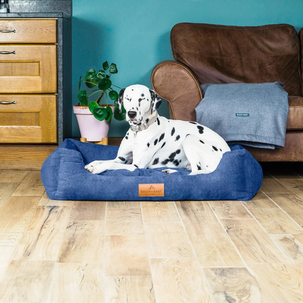 Dog resting on Baker & Bray ultimate orthopaedic dog bed regal blue in bedroom