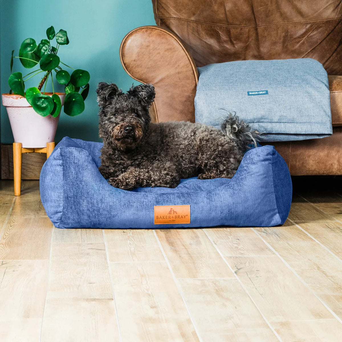 Dog lying on Baker & Bray ultimate orthopaedic dog bed regal blue in living room