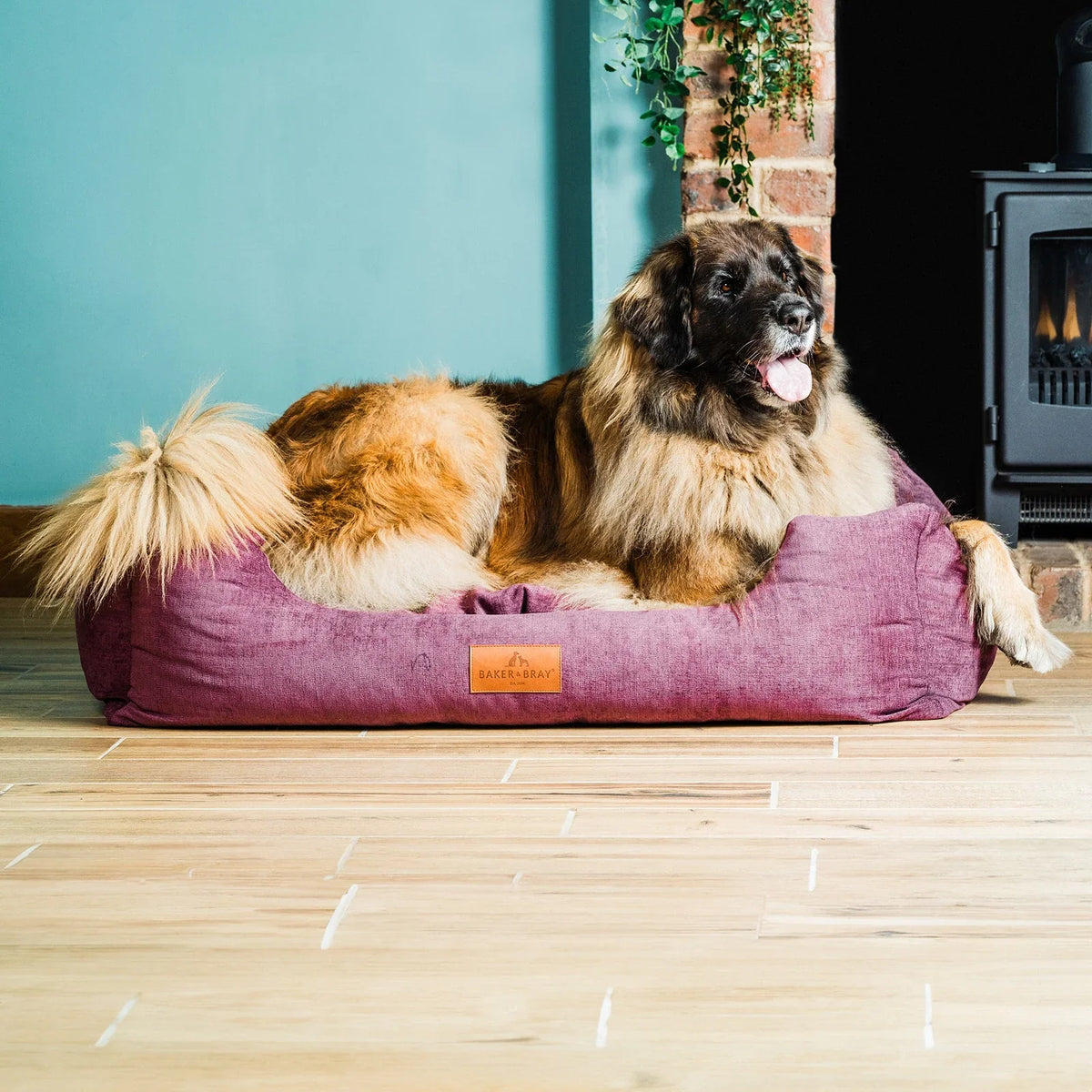 Dog resting on Baker & Bray ultimate orthopaedic dog bed rhubarb red in bedroom