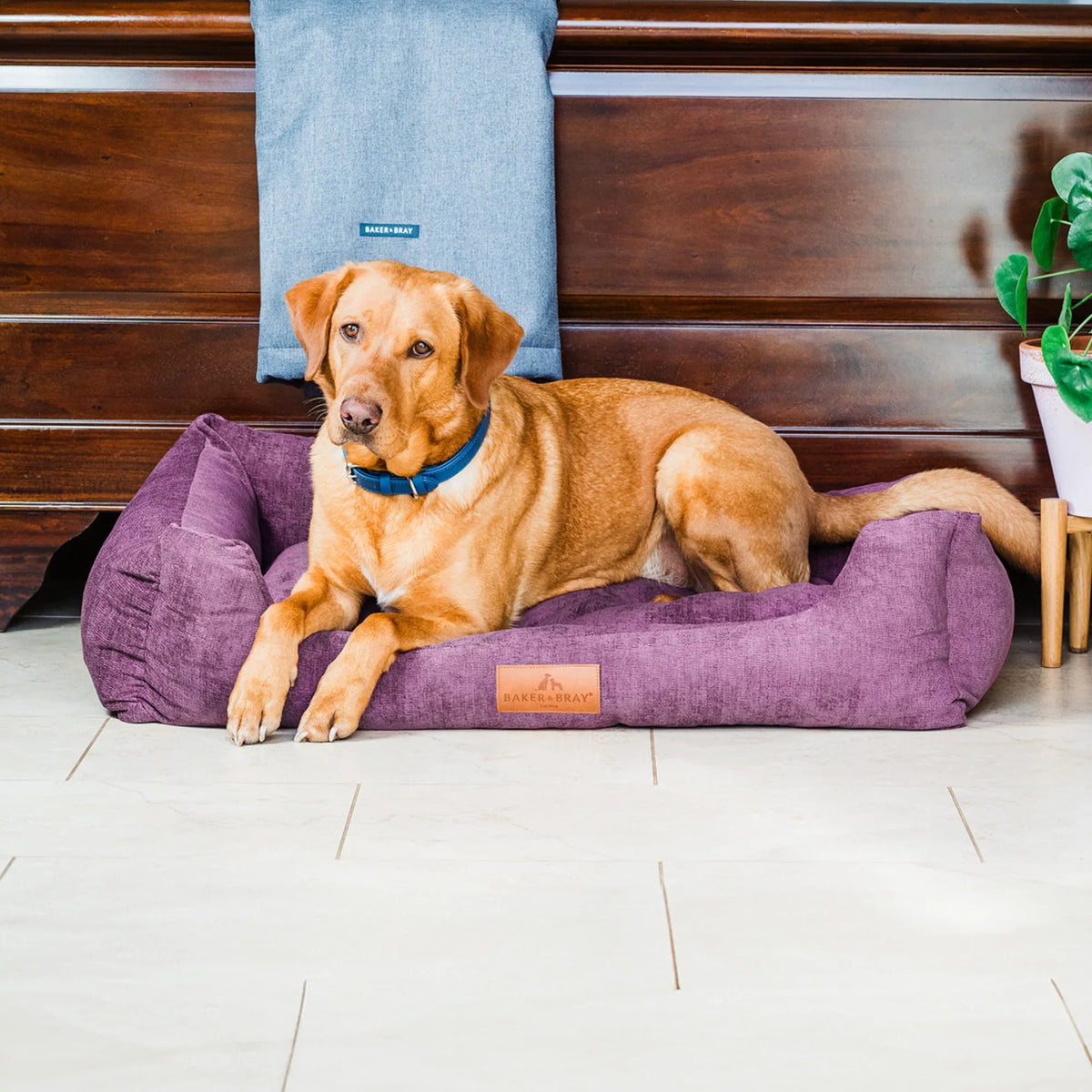 Dog lying on Baker & Bray ultimate orthopaedic dog bed rhubarb red in living room