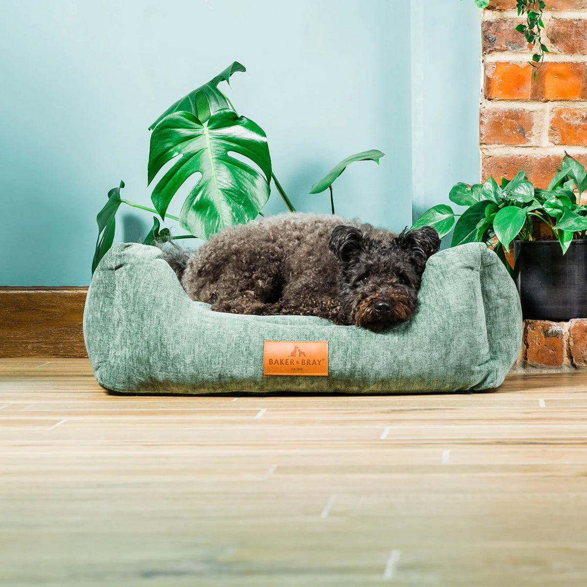 Dog lying on Baker & Bray ultimate orthopaedic dog bed sage green in living room