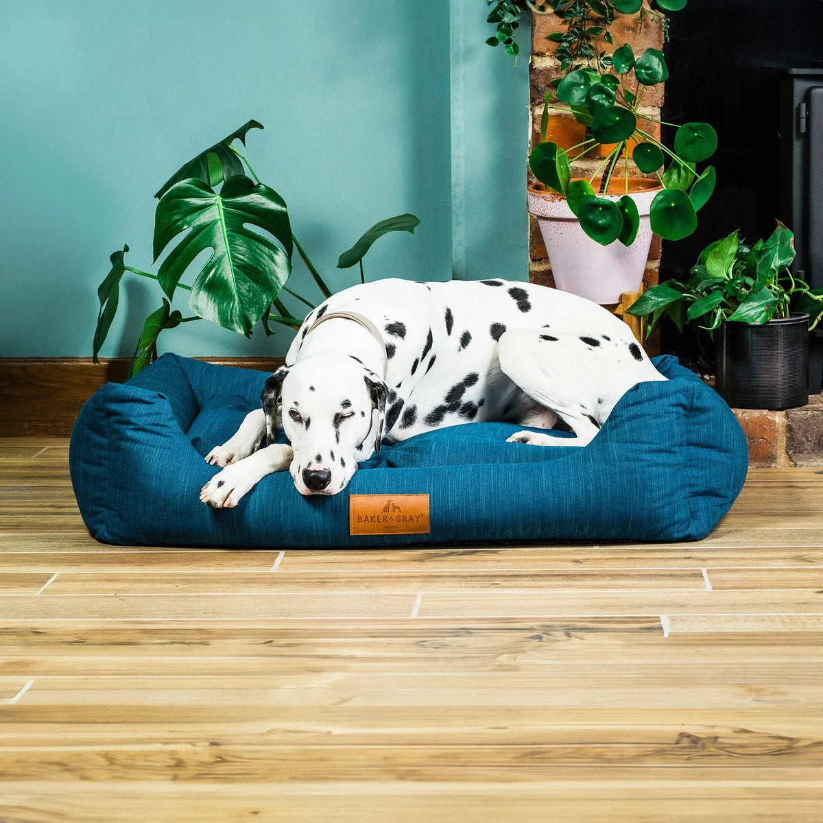 Dog resting on Baker & Bray ultimate orthopaedic dog bed teal blue in bedroom