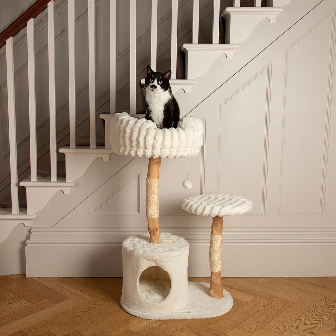 Cat sitting on a cream cat tree tower in a home setting