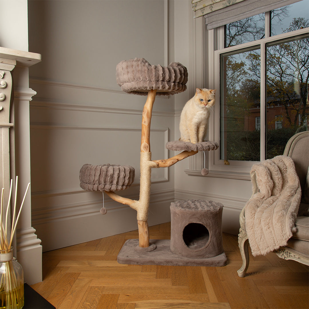 Cat sitting on a multi-level cat tree tower in a home setting with a window and chair.