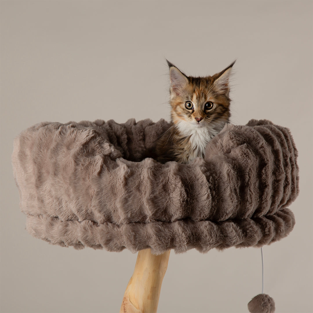 Cat sitting on a cat tree tower on a beige background