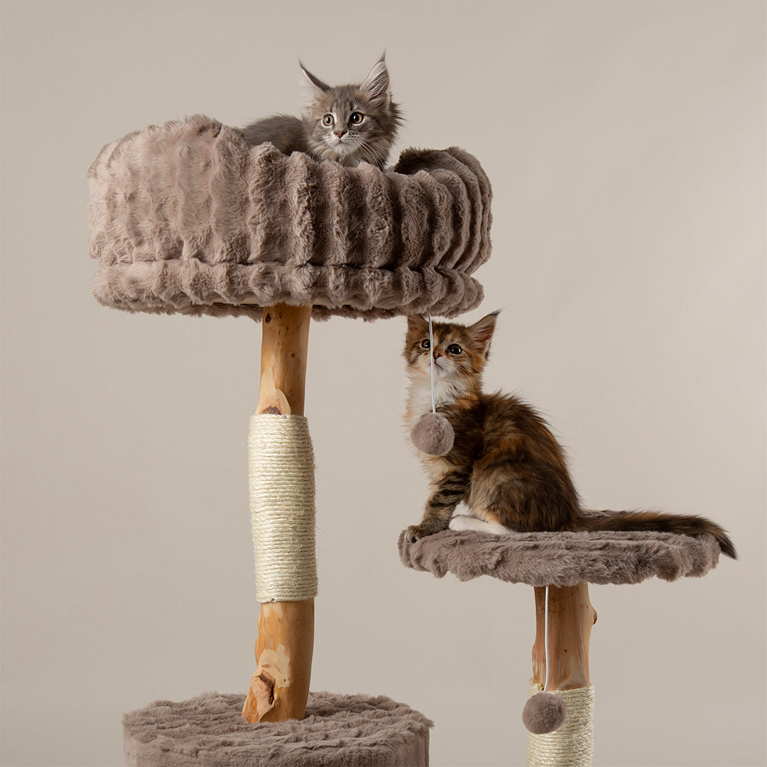 Two cats on a multi-level cat tree tower with a neutral background