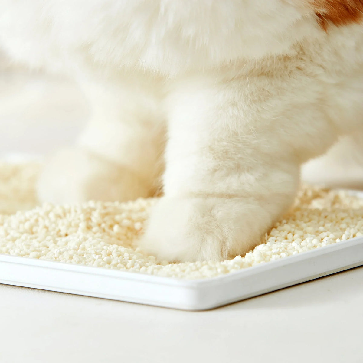 CocoCat cassava cat litter shown in a litter tray