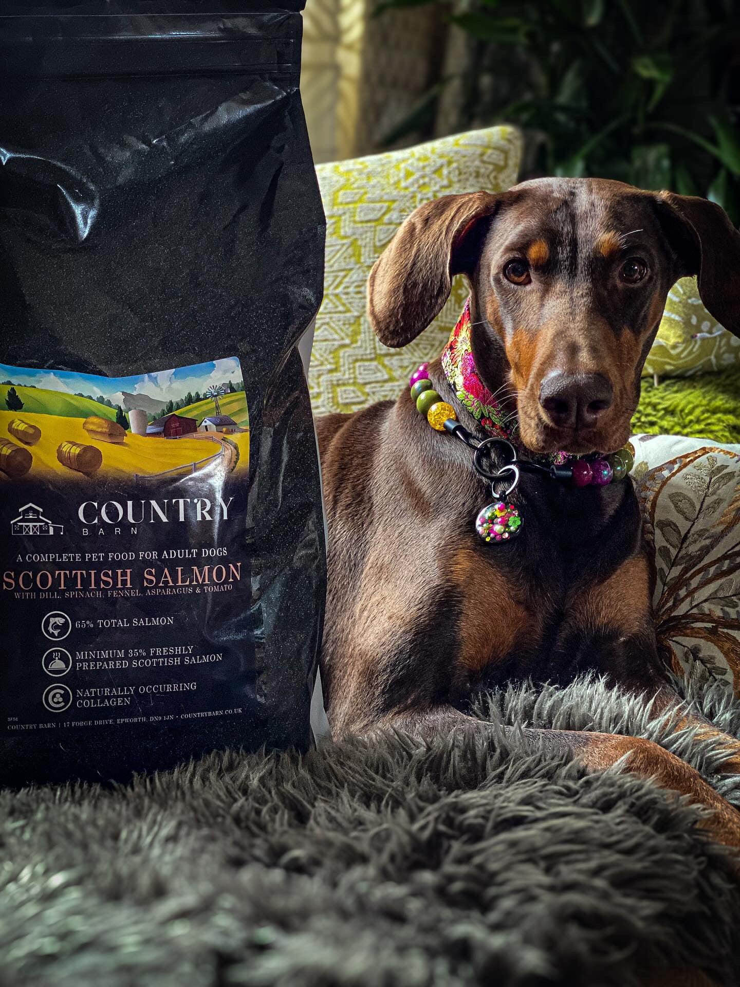 Dog beside Country Barn Scottish Salmon Adult Dog Food