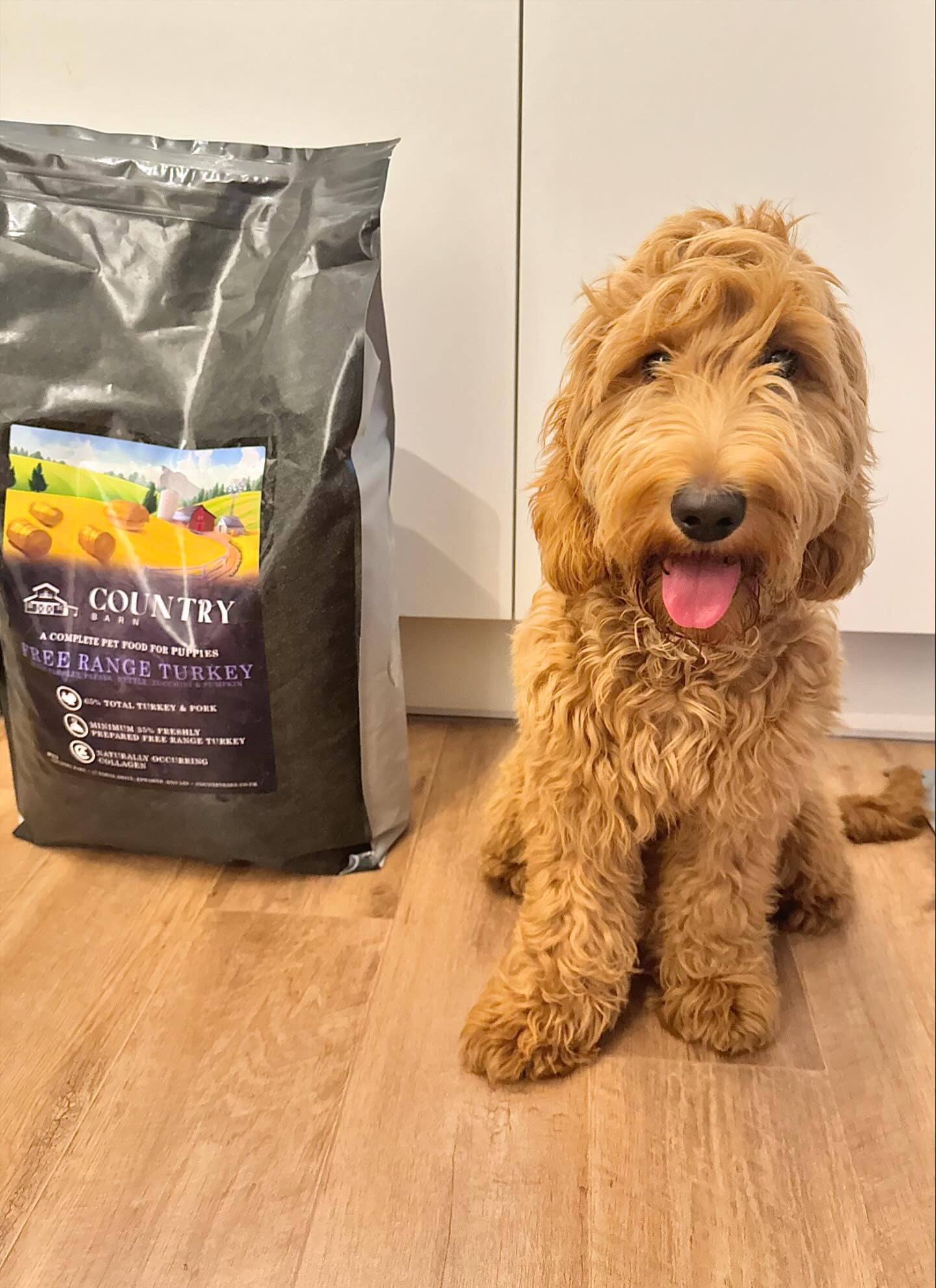 Puppy beside Country Barn Turkey & Pork Puppy Dog Food