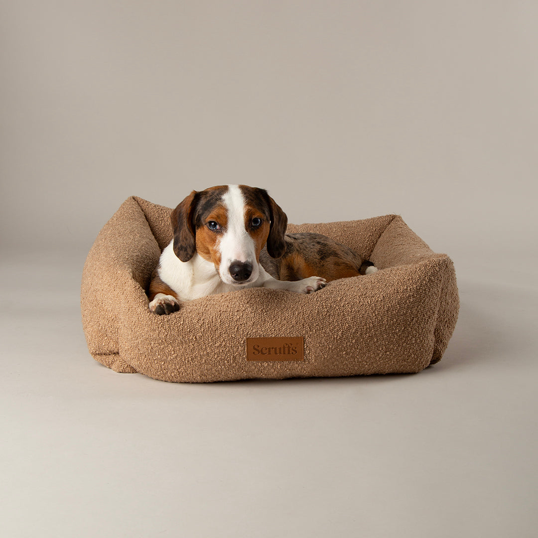 Small dog lying in a beige dog bed with a neutral background