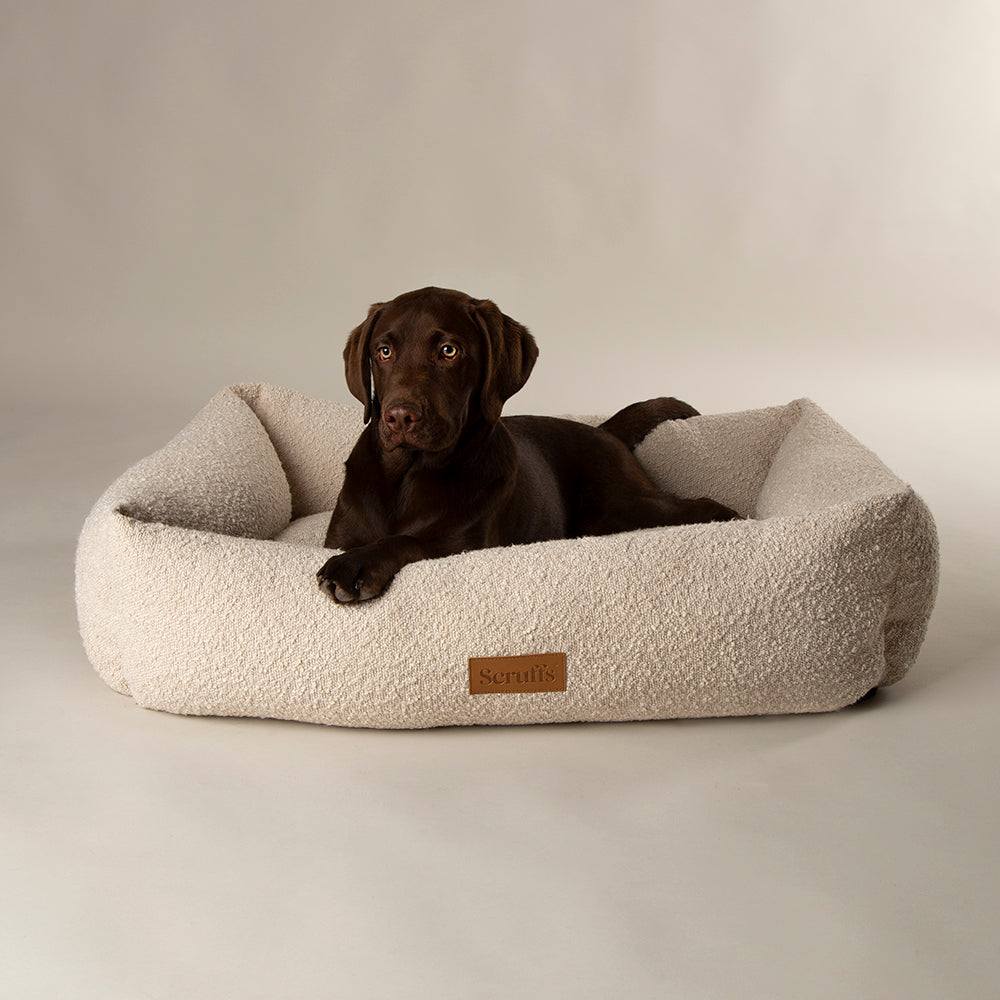 Dog lying on a fluffy beige dog bed with a neutral background