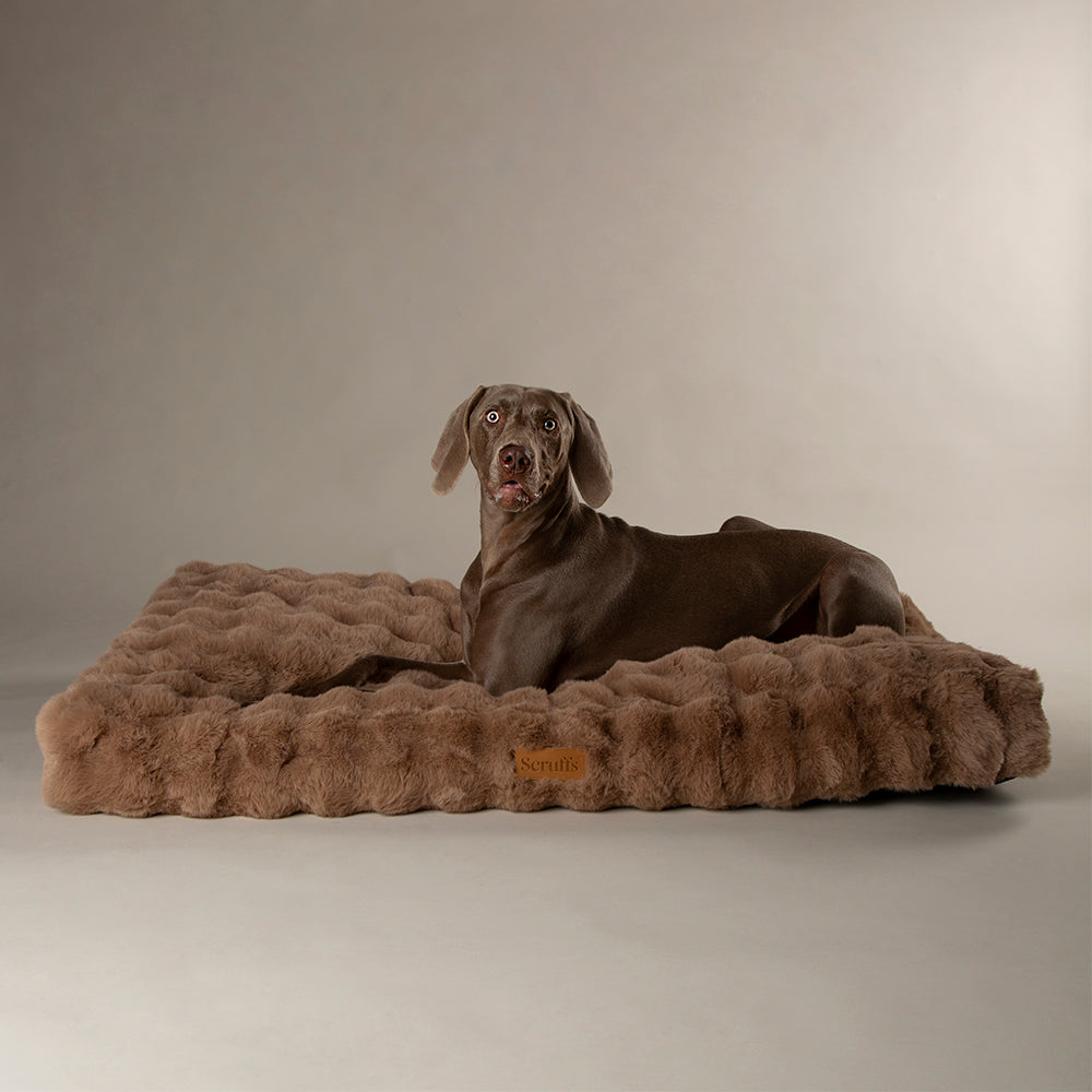 Dog lying on a brown plush dog mattress against a neutral background