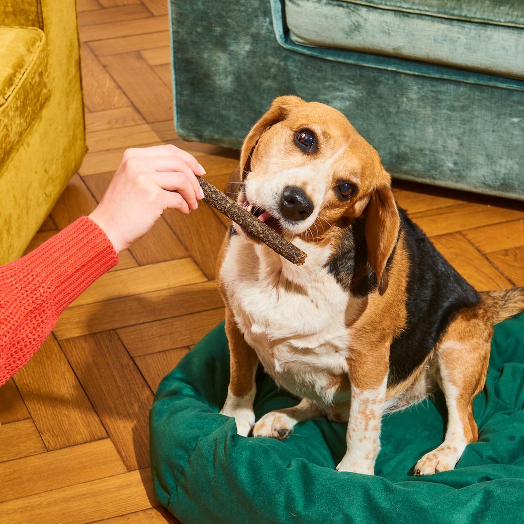 A hand holding gourmet stick natural dog treats in front of a beagle sat on a cushion.