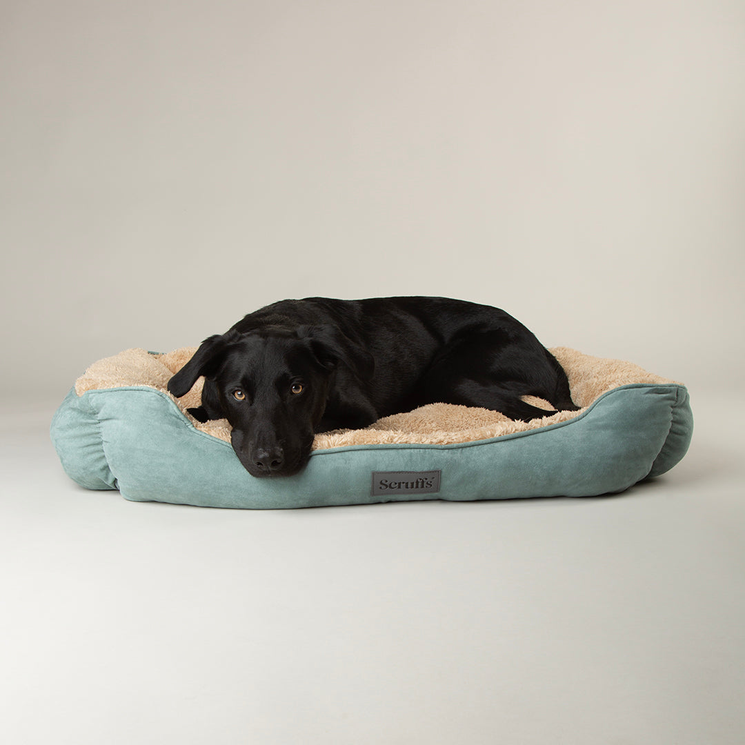 Black dog lying on a green soft dog bed with a beige interior against a plain background