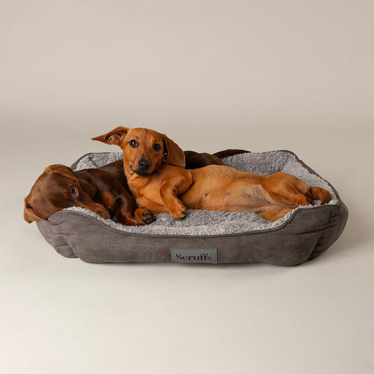 Two dogs lying on a grey soft dog bed with a beige background.