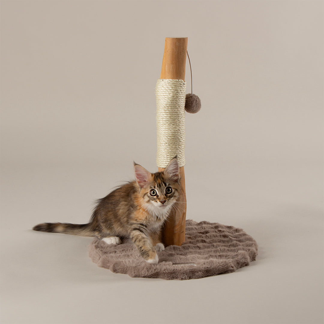 Kitten sitting on a cat scratching post with a beige background