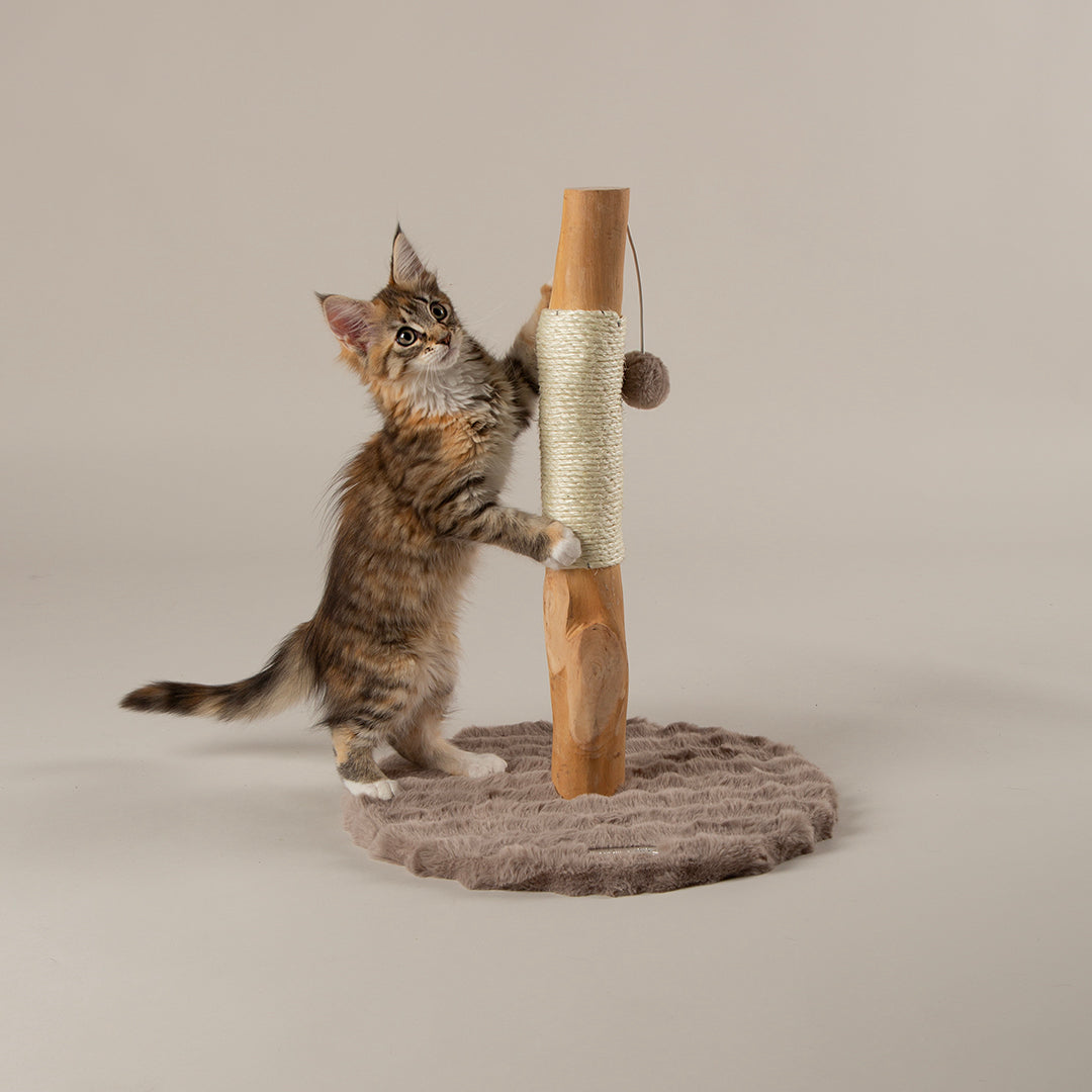 Kitten playing with a wooden cat scratching post on a neutral background