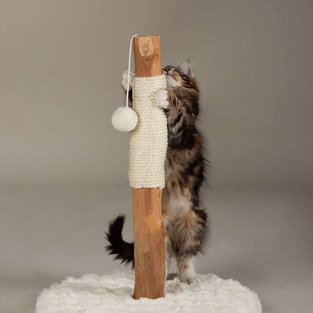 Kitten playing with a wooden cat scratching post with a white ball toy on a neutral background
