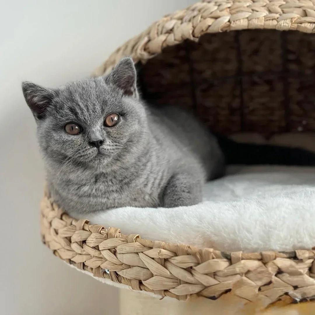 Cat resting inside wicker basket bed on Back To Nature Duo cat tree by Lords and Labradors