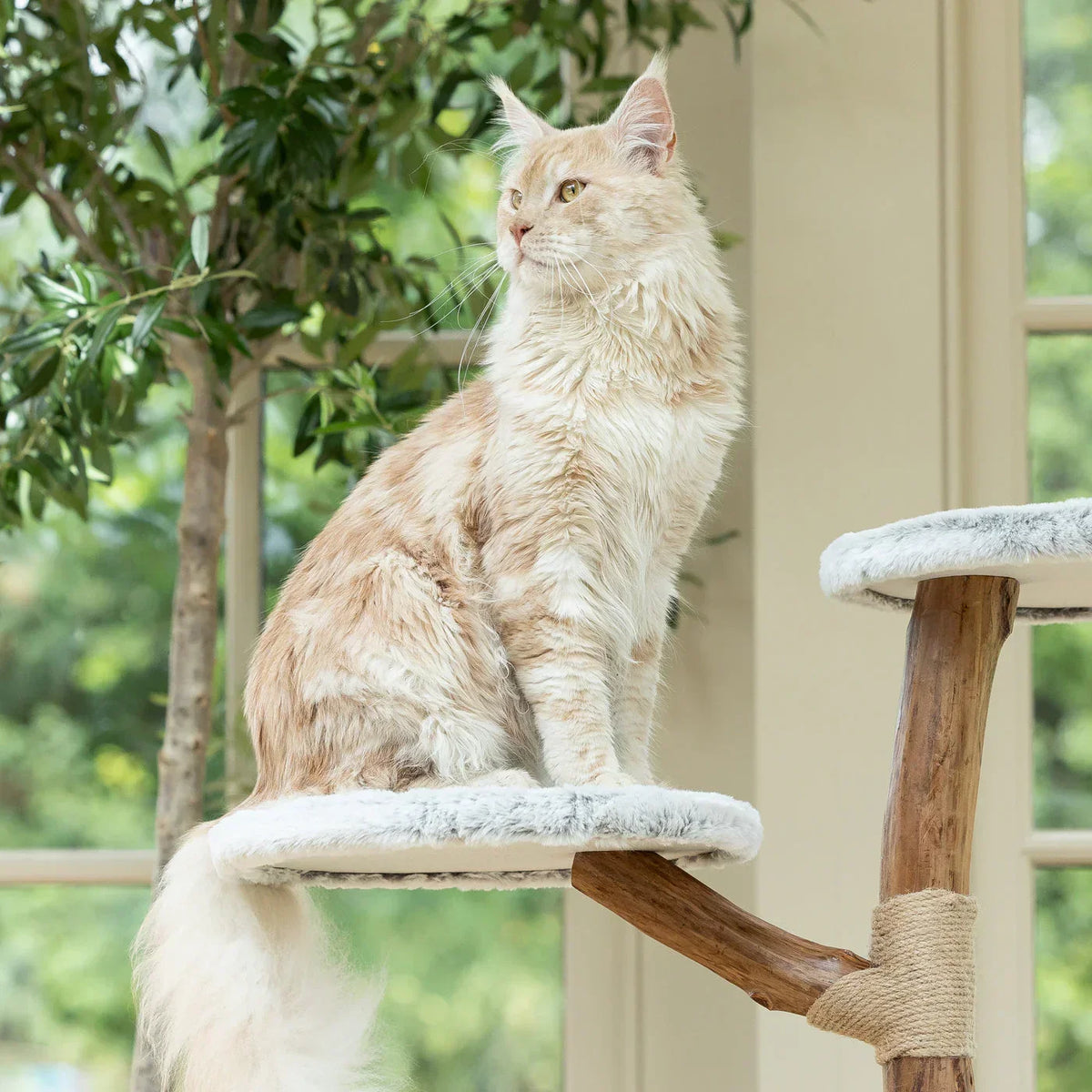Large cat sitting on the top platform of the Lords & Labradors Back To Nature High Rise Cat Tree