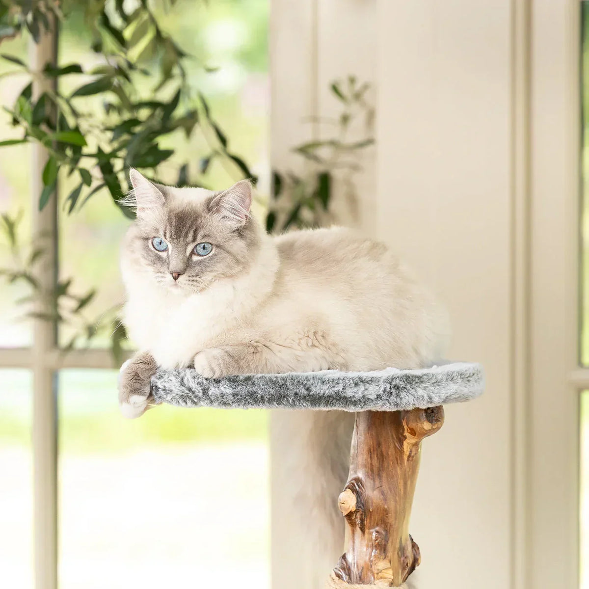 Cat lying on padded top perch of Lords & Labradors Back to Nature Trio cat tree