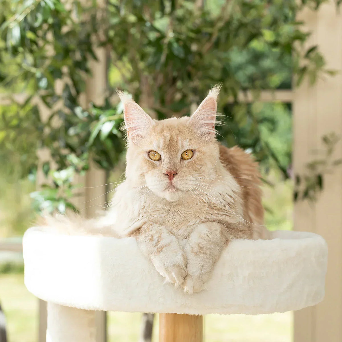 Helsinki Hide & Sleep cat tree by Lords & Labradors with large cat lying on padded top platform